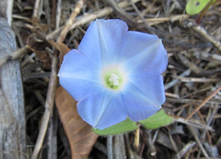 Ivy-leaf Morning Glory